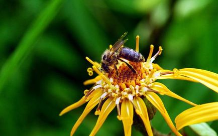 Роене пчелите роене пчелите роене признаци летят причини гадина рояк, допринасящи за младата кралица