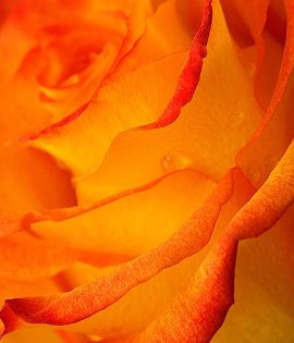 Rose - езика на цветята