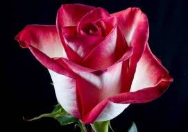Rose - езика на цветята