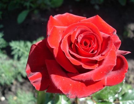Рози от резници как да се развиват, как да се изкорени, как да се размножават, озеленяване, изрезки