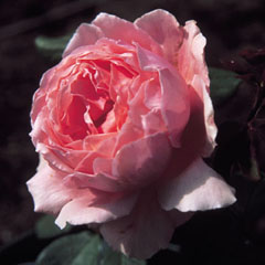 Рози, как да растителни и растат в техните лятна вила различни сортове рози и ги снабдяват с подходящи грижи,