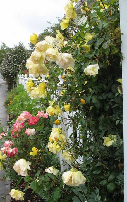 Рози, как да растителни и растат в техните лятна вила различни сортове рози и ги снабдяват с подходящи грижи,