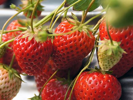 Garden ягодови - засаждане и грижи Фото ягоди, растящи ягоди - описание на събирането на реколтата и