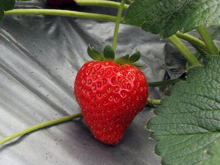 Garden ягодови - засаждане и грижи Фото ягоди, растящи ягоди - описание на събирането на реколтата и