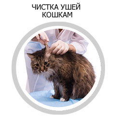 почистване Cat Salon Cat