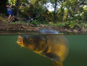 Carp къде да търсите и как да се хване добър шаран