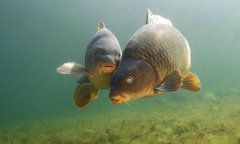 Carp описание риба, снимки, видео