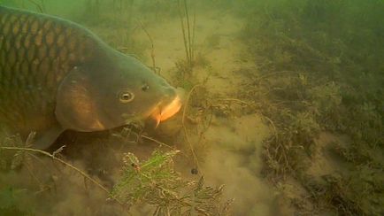 Carp описание риба, снимки, видео