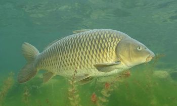 Carp описание риба, снимки, видео