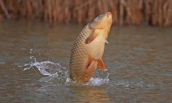 Carp описание риба, снимки, видео