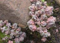 Тлъстига или Stonecrop интересни видове, засаждане, грижа, методи на размножаване (Stonecrop видове тлъстига земята капак sredneroslye грижи засаждане размножаване висок семена почвата чрез разделяне храстови резници, използвани в ландшафта дизайн) Тлъстига или тлъстига интересни видове, засаждане, грижи, методи на отглеждане
