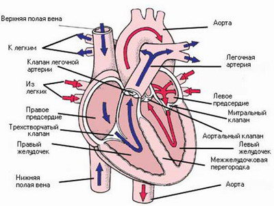 Сърце - оформена като сърце