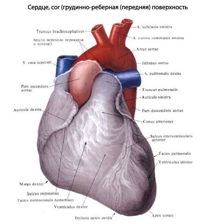 човешкото сърце анатомия на сърцето, структура, функции, снимки, EUROLAB