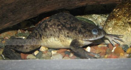 Xenopus грижа и поддръжка