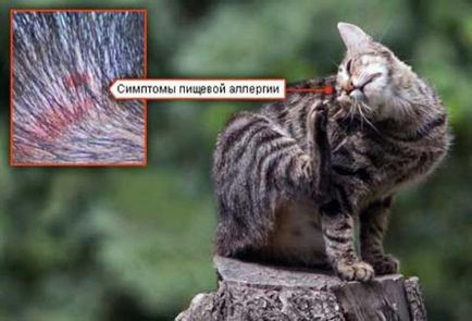 Симптоми и лечение на дерматит при котки - преносими