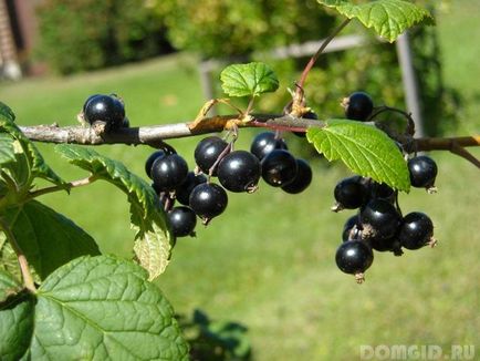 Currant засаждане, отглеждане, торене и грижи