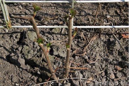 Currant засаждане, отглеждане, торене и грижи