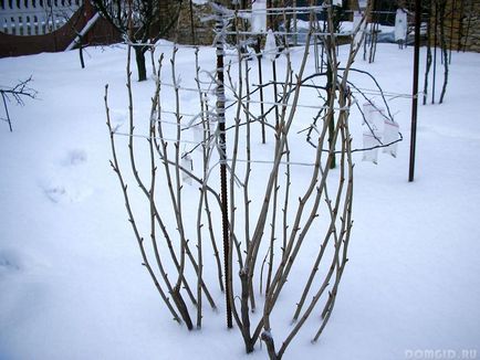 Currant засаждане, отглеждане, торене и грижи