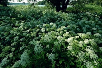 Goutweed полезни и терапевтични свойства, противопоказания, и прилагане