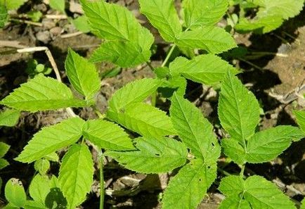 Goutweed полезни свойства и противопоказания на това растение е известно още от древността