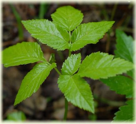 Трева Goutweed полезни свойства, снимки, рецепти (Goutweed тревни полезни свойства) Трева Goutweed полезни свойства, снимки, рецепти