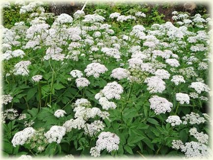 Трева Goutweed полезни свойства, снимки, рецепти (трева) Трева Goutweed полезни свойства, снимки, рецепти