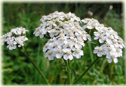 Трева Goutweed полезни свойства, снимки, рецепти (Goutweed тревни полезни свойства) Трева Goutweed полезни свойства, снимки, рецепти