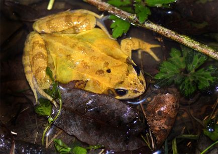 Съдържанието на жаба, жаба общ съдържание грижи хранене размножаване в плен