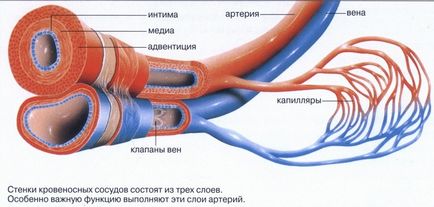 Съдовете в краката и вени (долните крайници), които са заболявания