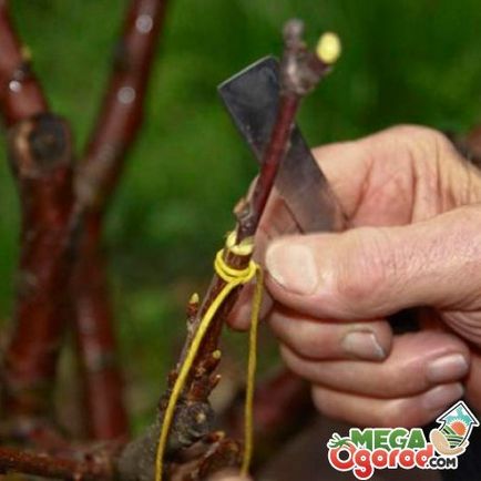 Съвети градинари как да внуши круша