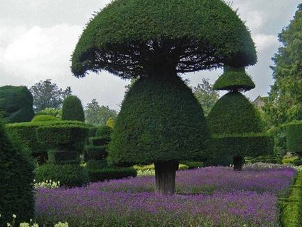 Създаване Topiary как да се направи дървета на щастието