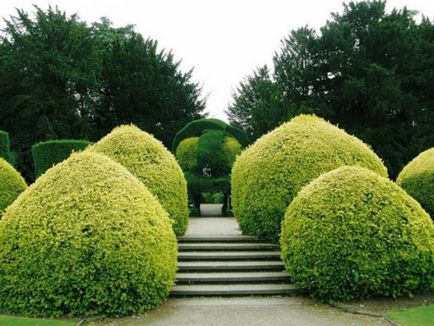 Създаване Topiary как да се направи дървета на щастието (до) Създаване Topiary как да се направи дървета на щастието
