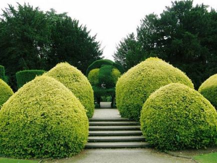 Създаване Topiary как да се направи дървета на щастието