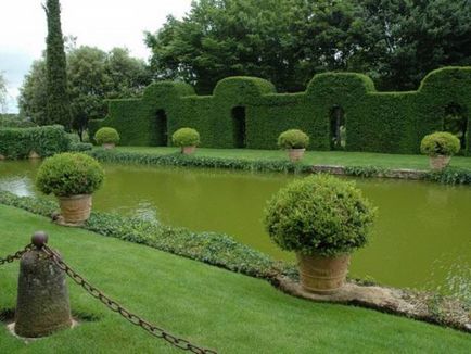 Създаване Topiary как да се направи дървета на щастието