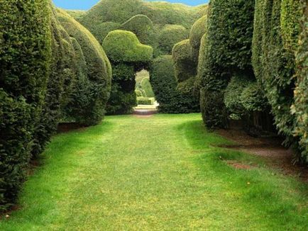 Създаване Topiary как да се направи дървета на щастието