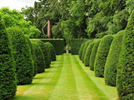 Създаване Topiary как да се направи дървета на щастието