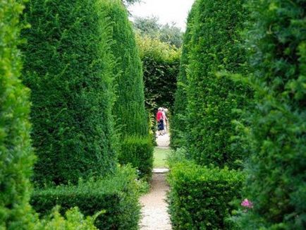 Създаване Topiary как да се направи дървета на щастието