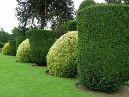 Създаване Topiary как да се направи дървета на щастието