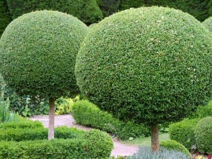 Създаване Topiary как да се направи дървета на щастието