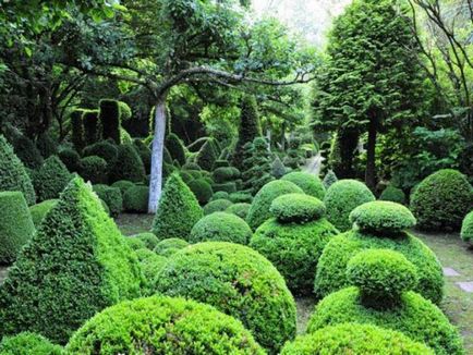 Създаване Topiary как да се направи дървета на щастието