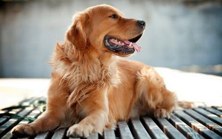 Спокойно породи кучета са най-добрият, най-малкия размер за апартамент