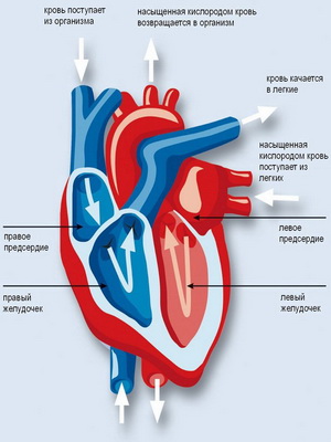 Структура и функция на сърцето се отличава работата и функционирането на сърцето, от които е съставен