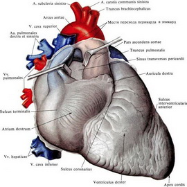 Структура и функция на сърцето се отличава работата и функционирането на сърцето, от които е съставен