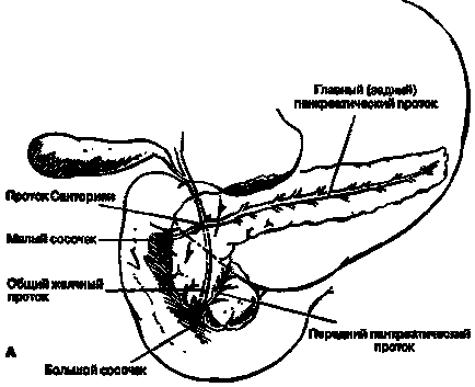 Структурата на панкреаса, който включва и как желязото