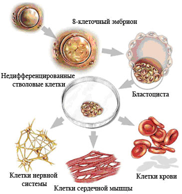 Използване на човешки стволови клетки от пъпна терапия кръв от пъпна връв стволови клетки