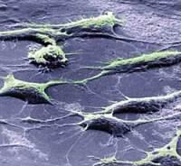 Стволови клетки (това е интересно да се знае)