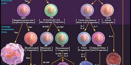 Стволовите клетки и тяхното използване