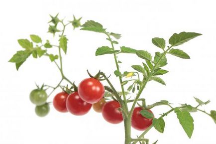 Домати-ранните сортове домати