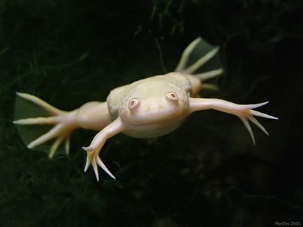 Топ 5 аквариум жаби снимка и описание - за влечуги