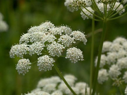 Трева Goutweed й снимка, лечебни свойства и противопоказания